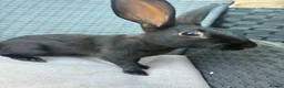 English Spot rabbits for sale: English spot cross brothers - Advert 8