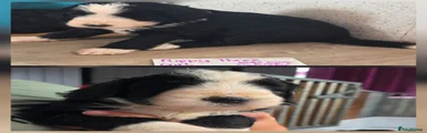Puppy 3