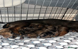 Dachshund dogs for sale: Dacschund puppy for sale - Image 5