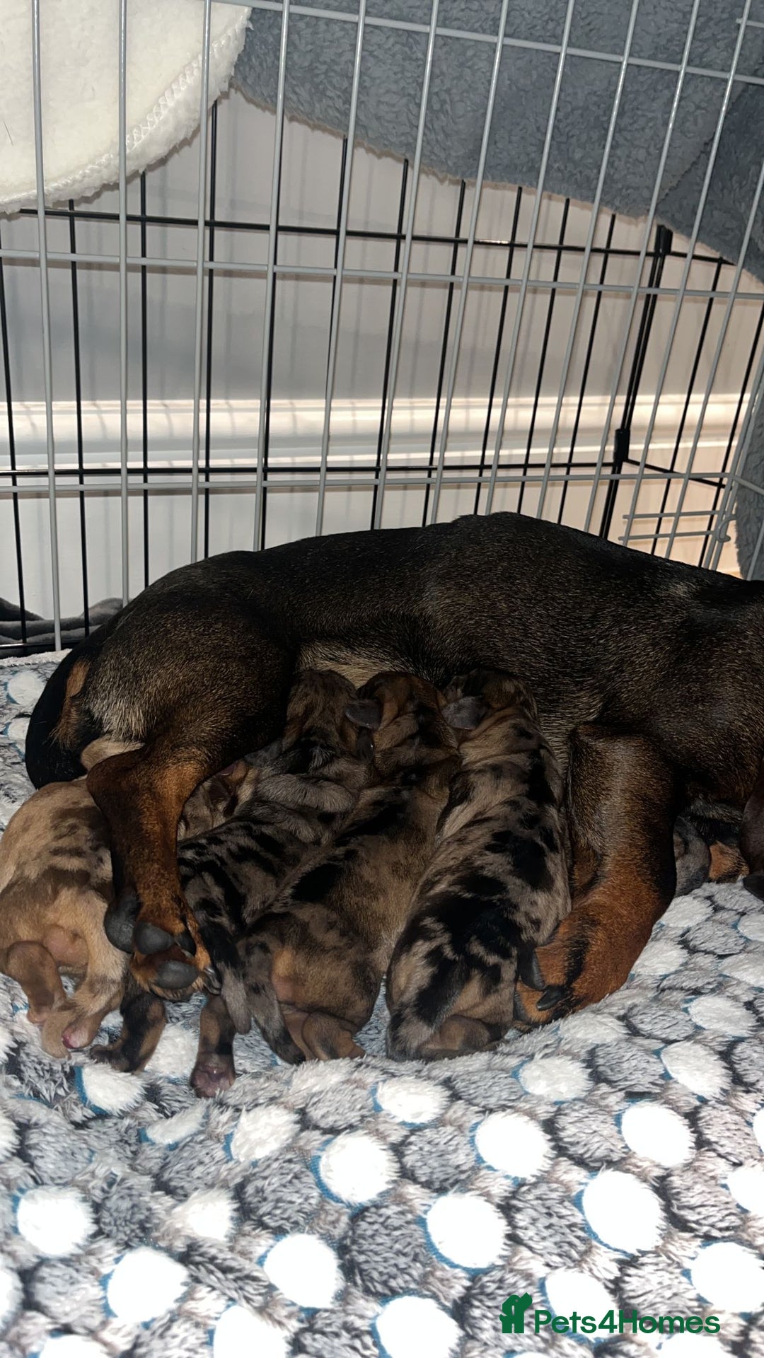 Dachshund dogs for sale: Dacschund puppy for sale - Image 5
