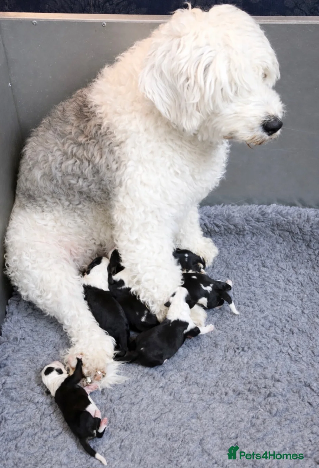 Mixed Breed dogs for sale: Sheepadoodle Puppies 3M 3F Old English Sheepdog - Advert 2