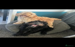 Cockapoo dogs for sale: Stunning F2 cockapoo puppies  - Image 2