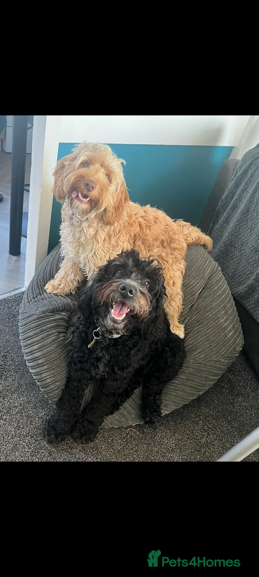 Cockapoo dogs for sale: Stunning F2 cockapoo puppies  - Image 2