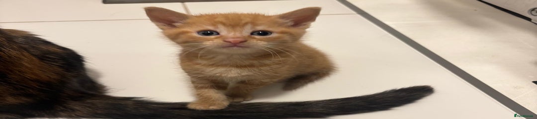 Mixed Breed Kitten 2