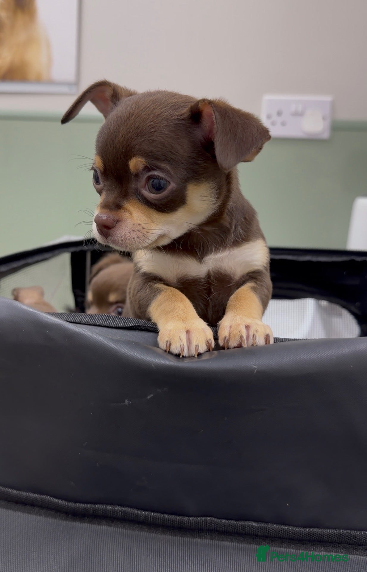 Chihuahua dogs Gorgeous Chocolate & Tan Chihuahua Puppies - Advert 5