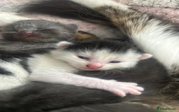 Domestic Shorthair cats for sale: Mr black and white kitten almost 3wks old  - Image 3