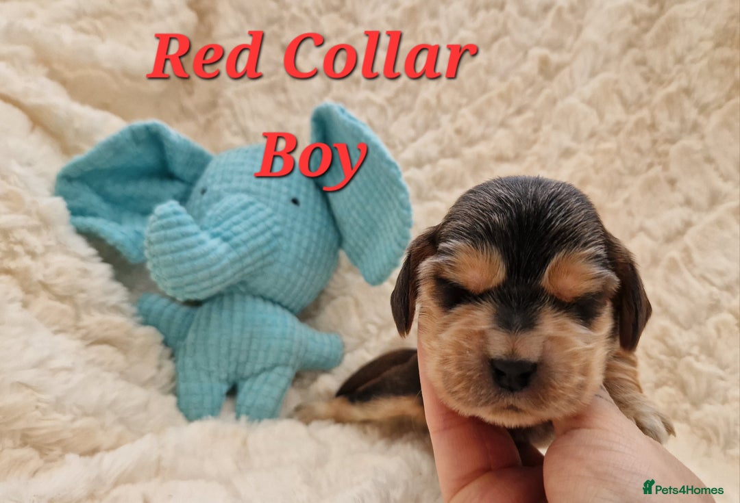 Cocker Spaniel dogs for sale: Pedigree Cocker Spaniel puppies available - Advert 9