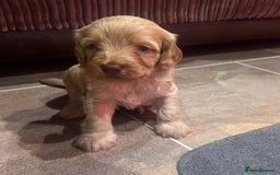 Cockapoo dogs for sale: F1B Cockapoo Puppies - Image 15