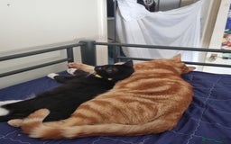 Domestic Shorthair cats for sale: Oreo  - Image 6