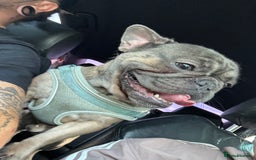 French Bulldog dogs for sale: Reggie - Image 3