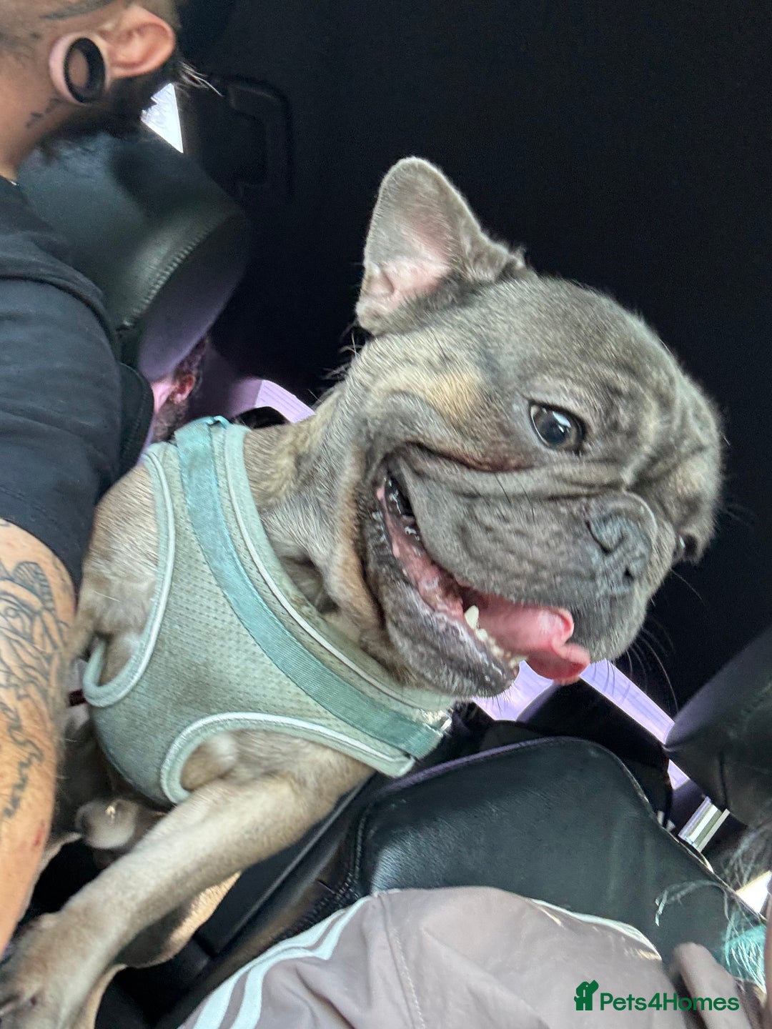 French Bulldog dogs for sale: Reggie - Image 3