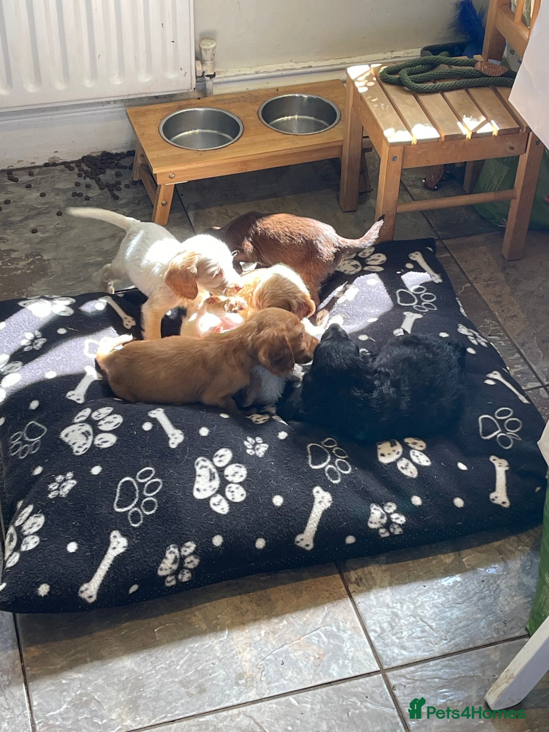 Sprocker dogs for sale: Sprocker cross cocker spaniel puppies  - Image 10