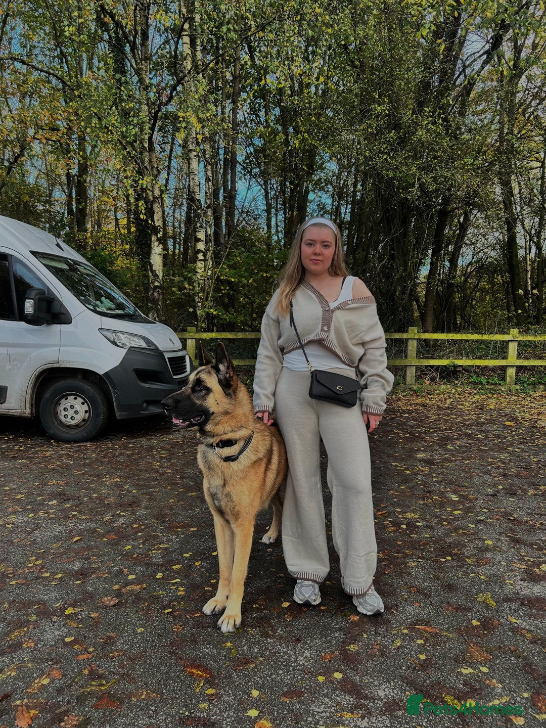 Mixed Breed dogs for sale: Blitz - Advert 10