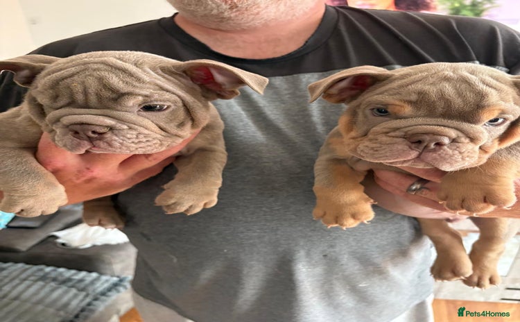 English Bulldog dogs - Advert 11