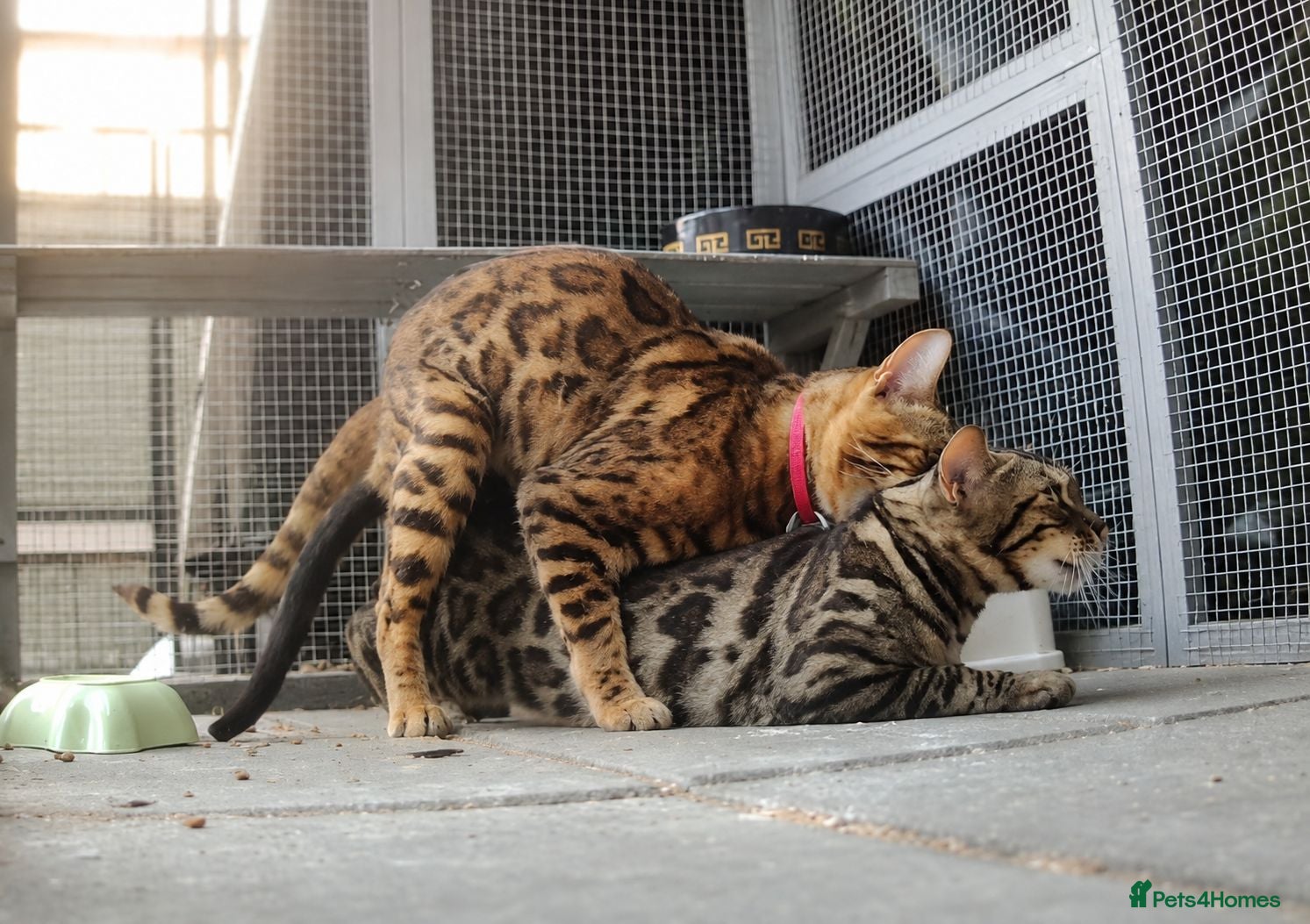 Bengal cats Reign TICA Registered Snow&Silver Carrier Stud - Advert 3