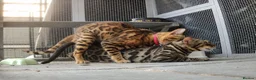 Bengal cats for stud: TICA ACTIVE EXPERIENCED STUD, SNOW&SILVER CARRIER - Advert 1