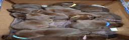 Labrador Retriever dogs for sale: Chocolate labrador retrievers  - Advert 6
