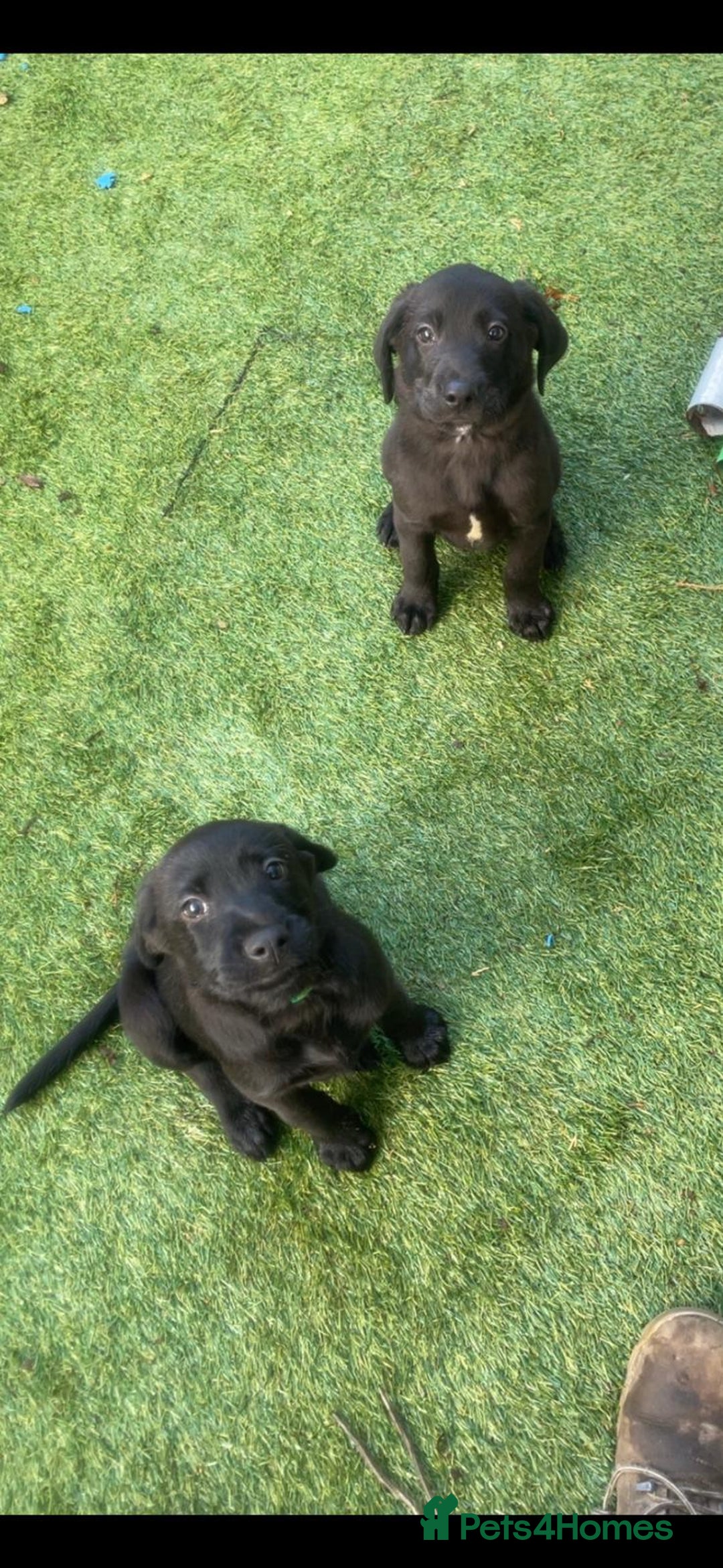 Labrador Retriever dogs for sale: Labrador puppies  - Image 1
