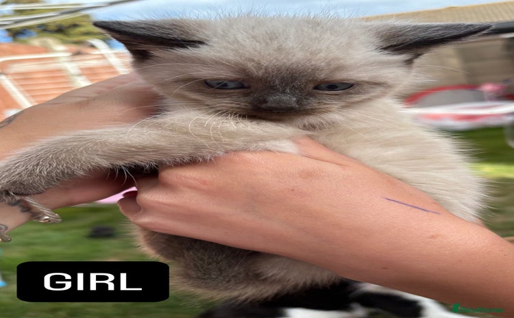 Domestic Shorthair cats - Advert 2