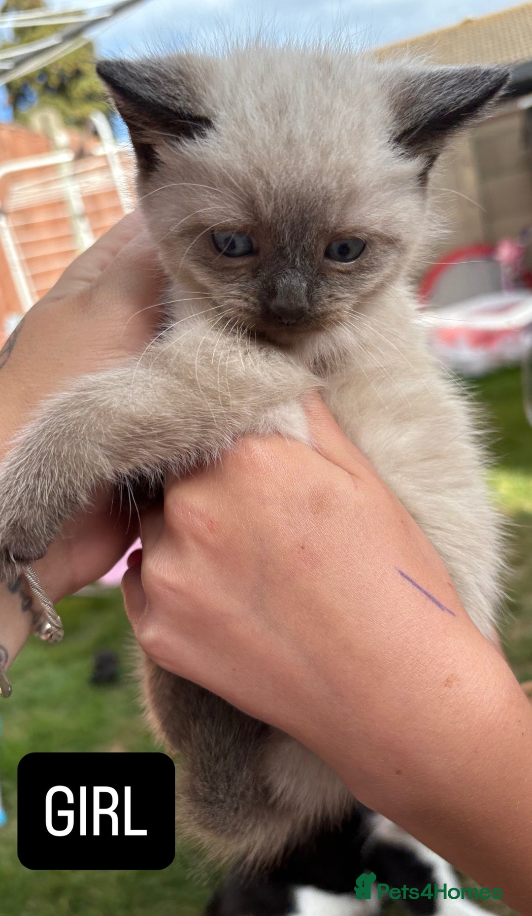 Domestic Shorthair cats for sale: 5 Beautiful kittens ready to leave  - Image 1
