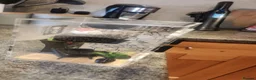 Spiders invertebrates for sale: Bahamas jumping spider  in Brigg - Advert 5