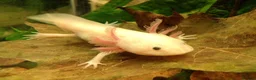 Other/Mixed Breed fish for sale: Axolotls - Advert 9