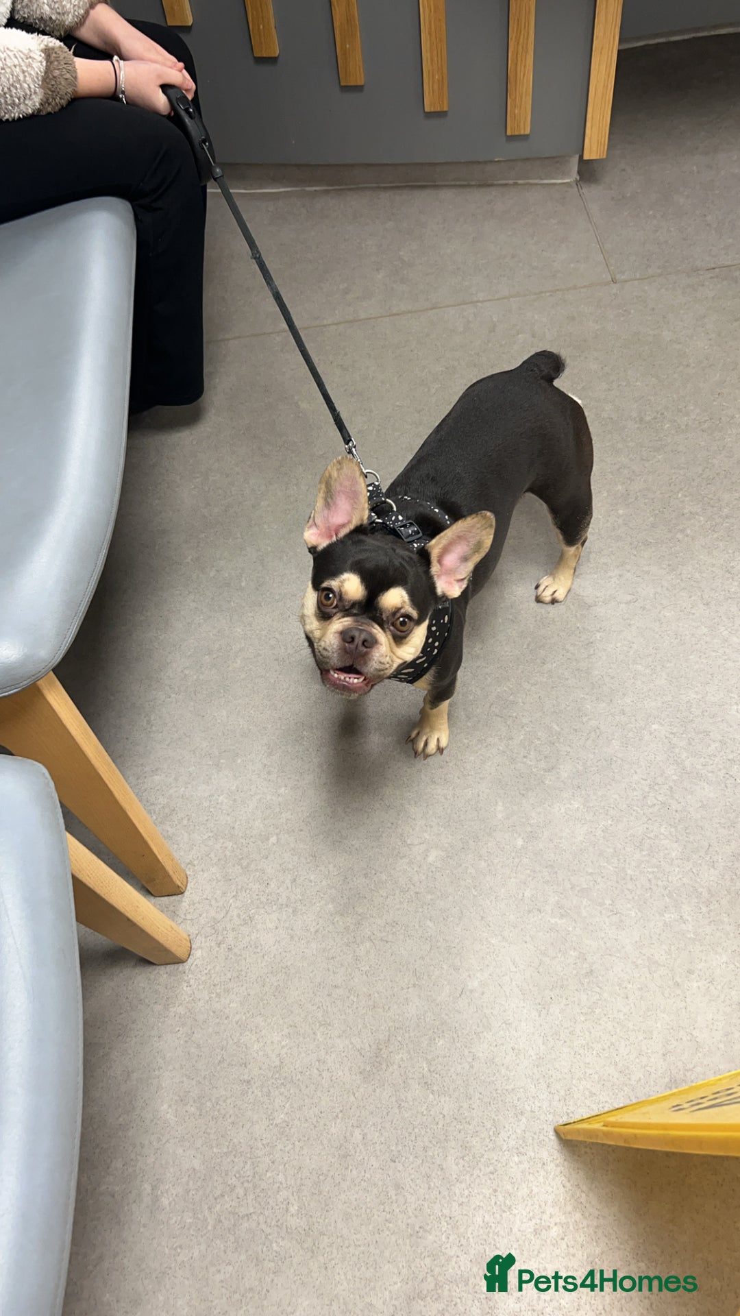 French Bulldog dogs for sale: Miniature French bulldog - Image 5