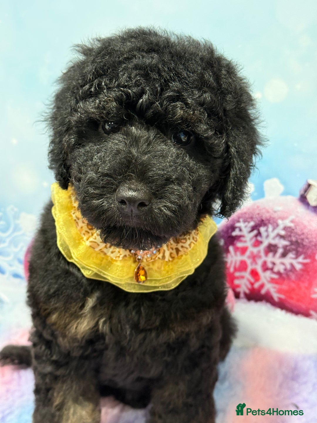 Bernedoodle dogs for sale: Ready to go Miniature Health Tested Bernedoodles  - Advert 8