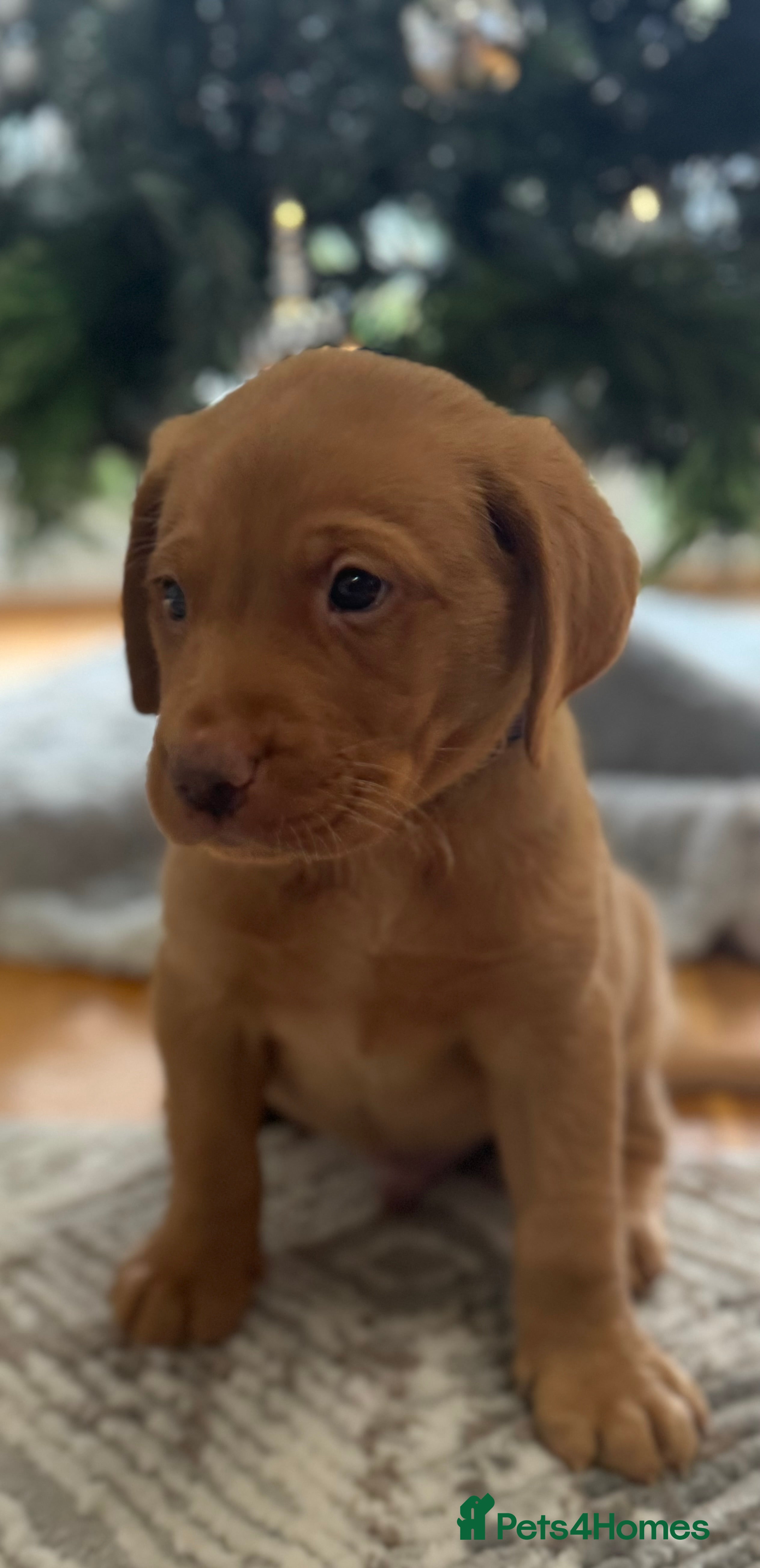 Labrador Retriever dogs Labrador puppies  - Advert 3