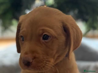 Labrador Retriever dogs Labrador puppies - Advert 5