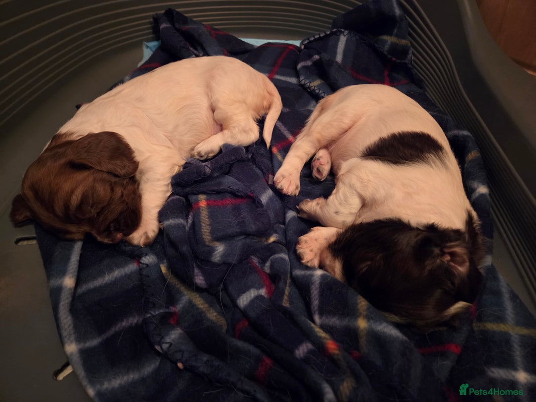 English Springer Spaniel dogs for sale: English Springer Spaniel Girl Puppies - Advert 4
