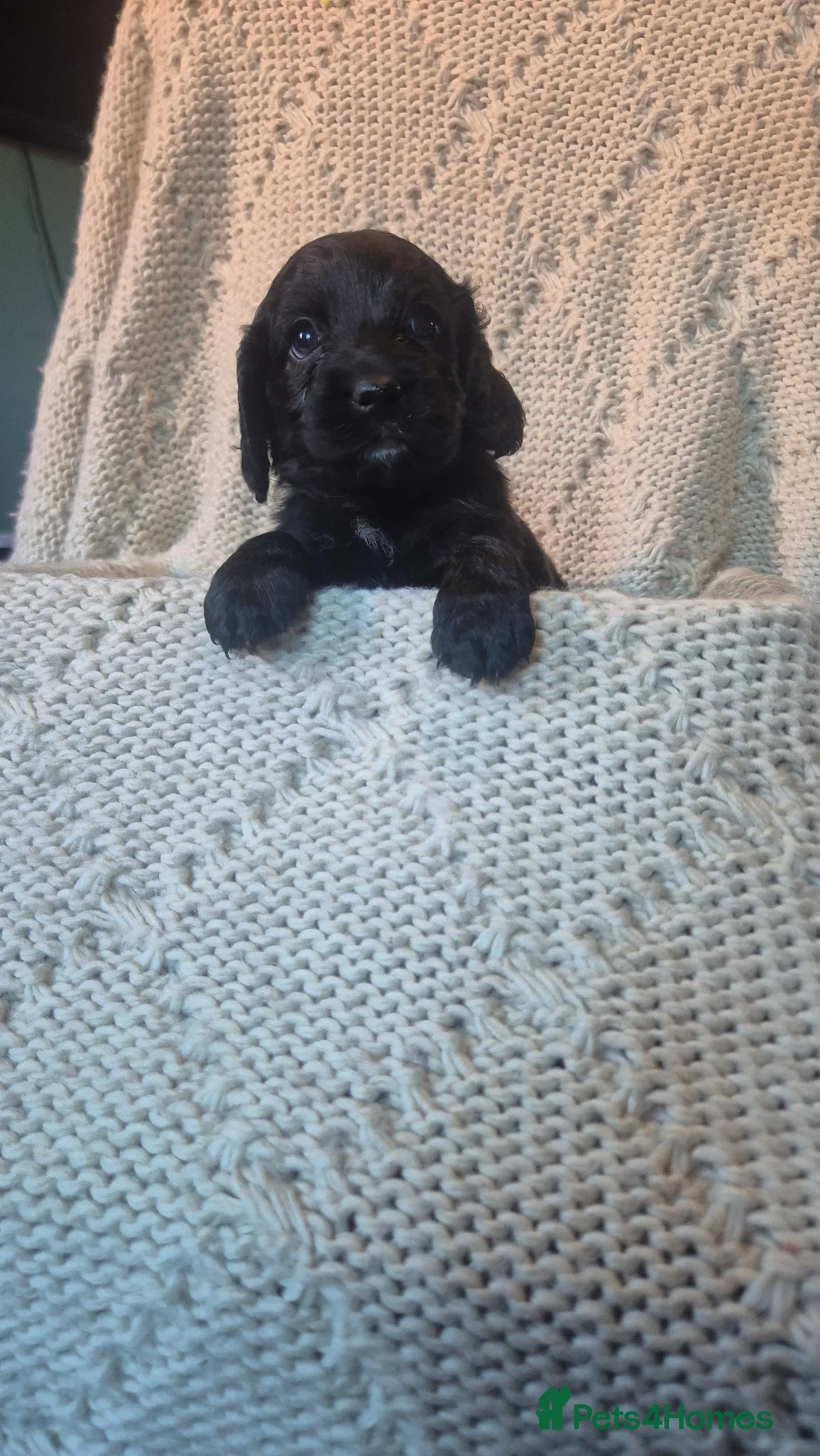 Cockapoo dogs for sale: F2 cockapoo puppies  in Cheltenham - Advert 2