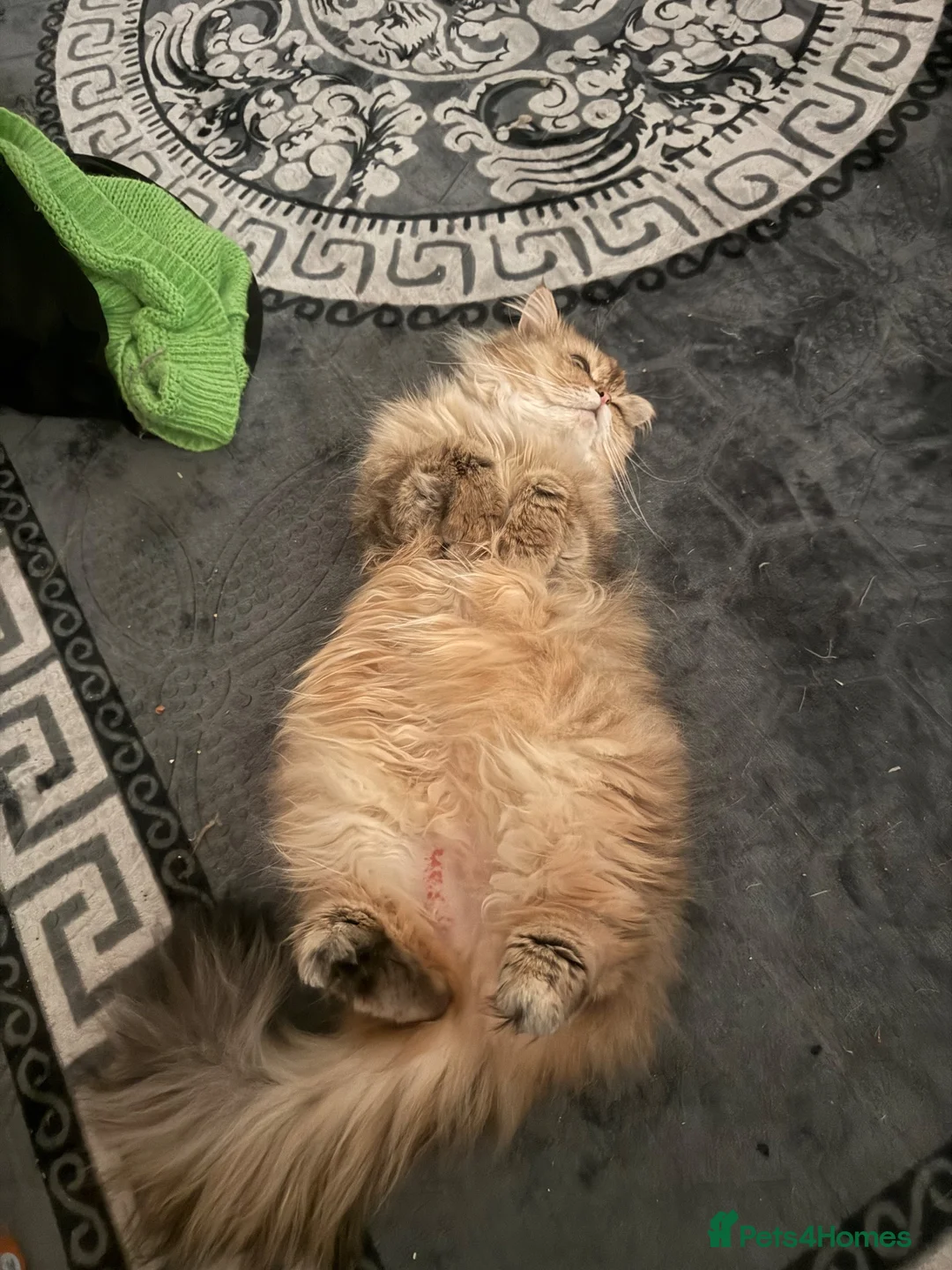 Mixed Breed cats for sale: Lovely boy looking for rehome - Advert 2