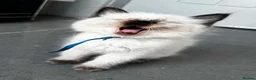 Ragdoll cats for sale: Pure breed ragdoll kittens READY NOW  - Advert 21