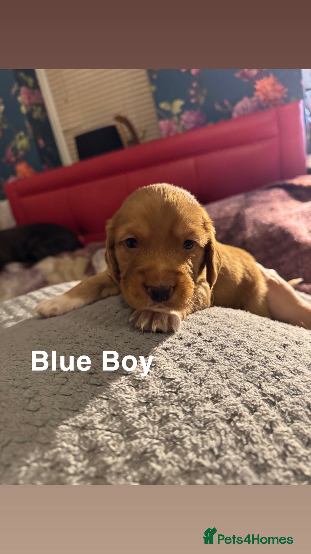 Cocker Spaniel dogs for sale: Cocker Spaniel Puppies looking for new home - Advert 2