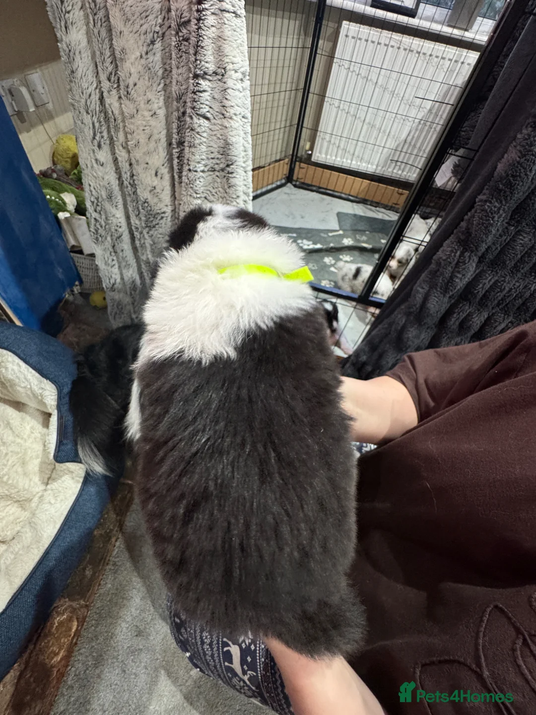 Australian Shepherd dogs for sale: Australian Shepherd puppies KC reg. Merles /Tris - Advert 30