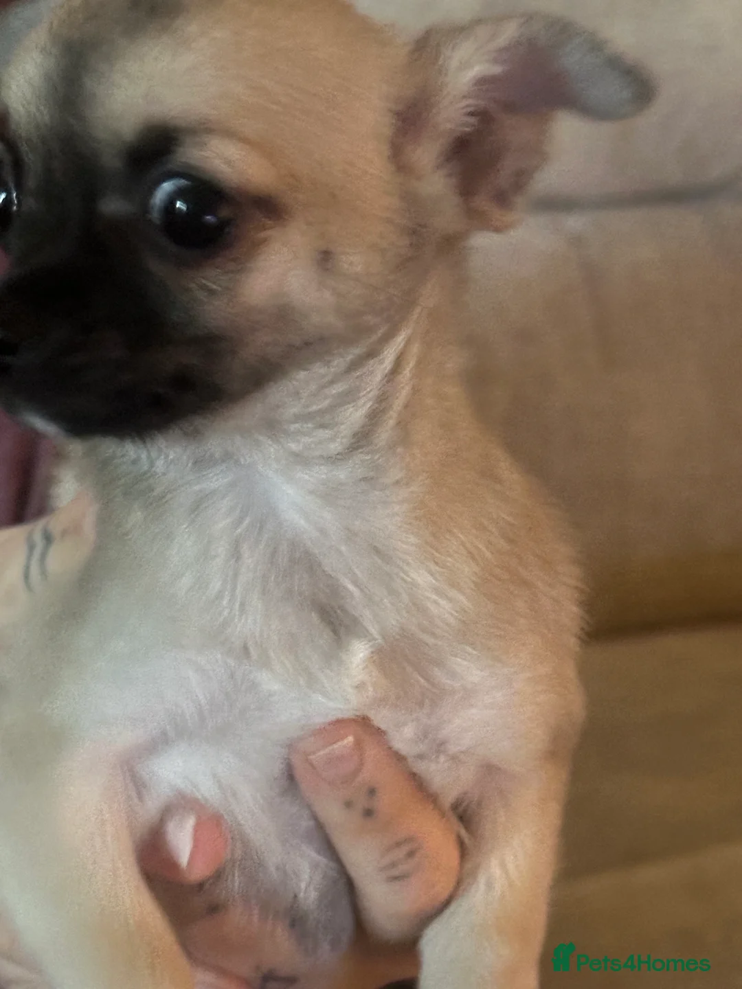 Mixed Breed dogs for sale: Chi x looking for loving home - Advert 3