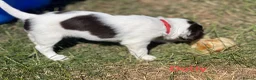 English Springer Spaniel dogs for sale: English Springer Spaniels white and liver girls in Thirsk - Advert 7