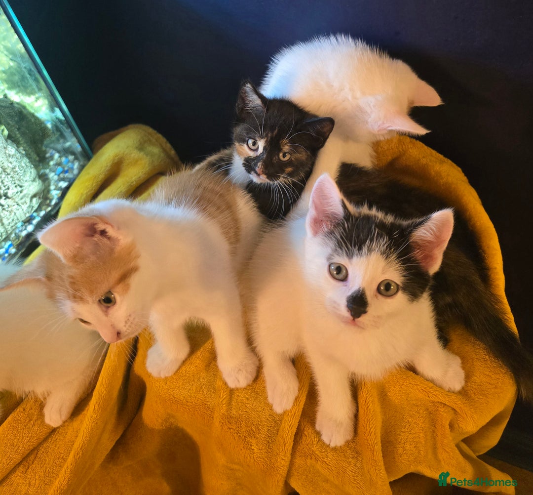 Mixed Breed cats for sale: 4 boys and 2 girls Family-Raised, Well-Socialised  - Image 33