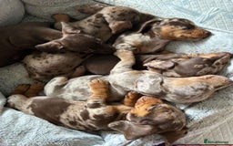 Miniature Dachshund dogs for sale: Female miniature dachshund  - Image 5