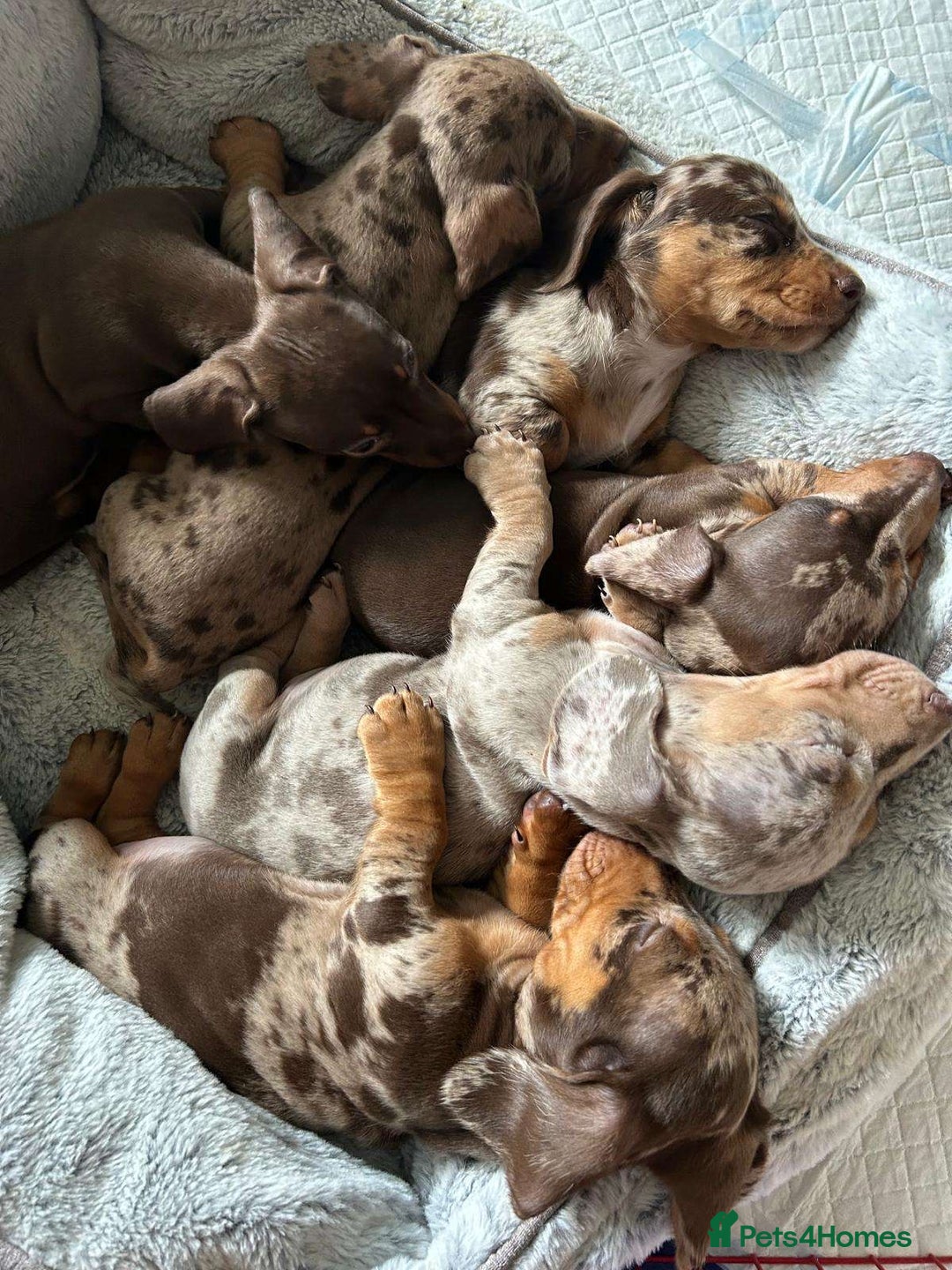 Miniature Dachshund dogs for sale: Female miniature dachshund  - Image 5