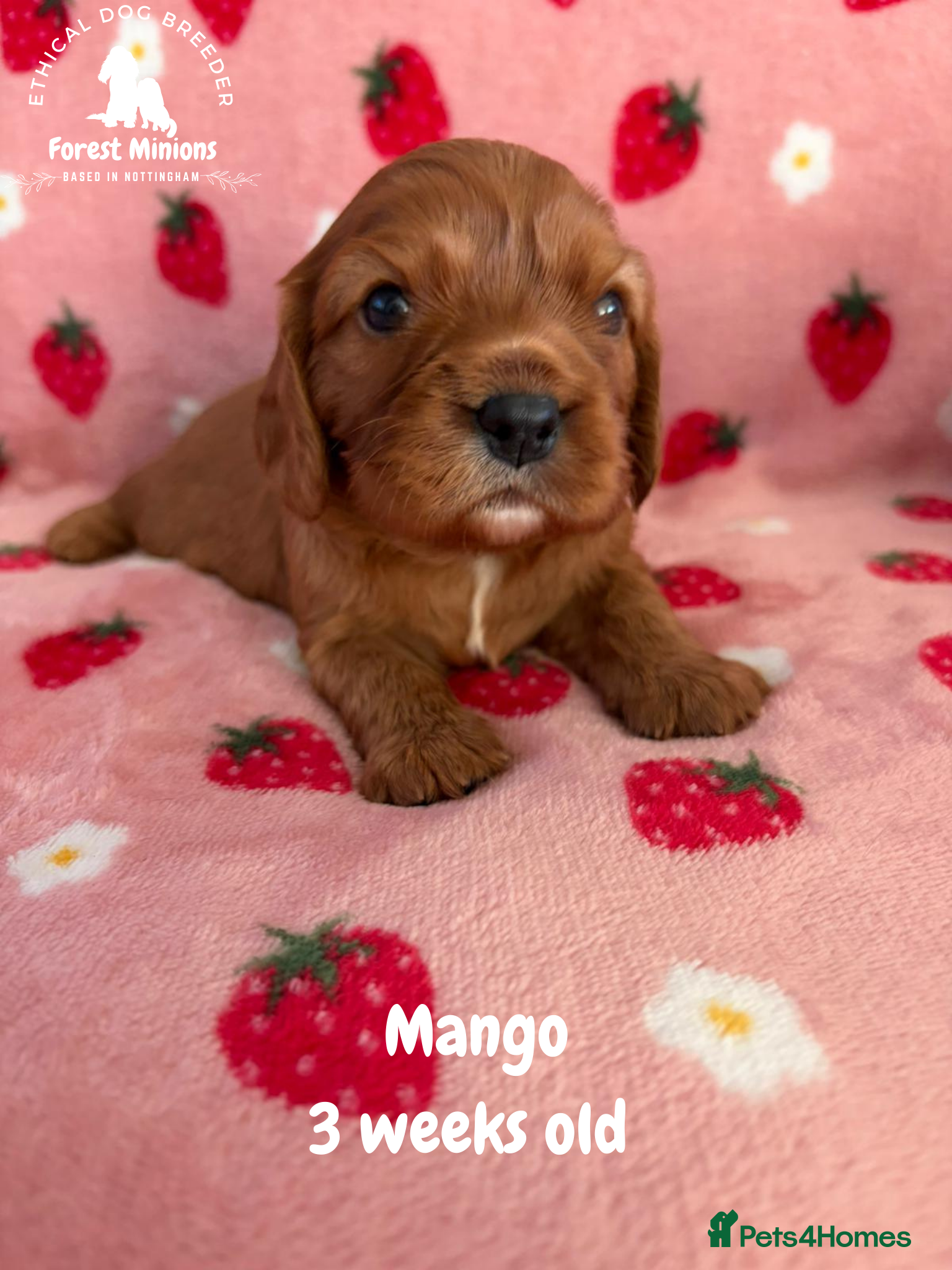 Cavalier King Charles Spaniel dogs Beautiful KC Cavalier King Charles Spaniel puppies - Advert 2