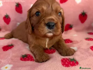 Cavalier King Charles Spaniel dogs Beautiful KC Cavalier King Charles Spaniel puppies - Advert 4