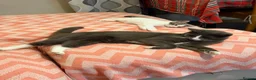 Mixed Breed cats for sale: Little kittens 10 weeks old - Advert 5