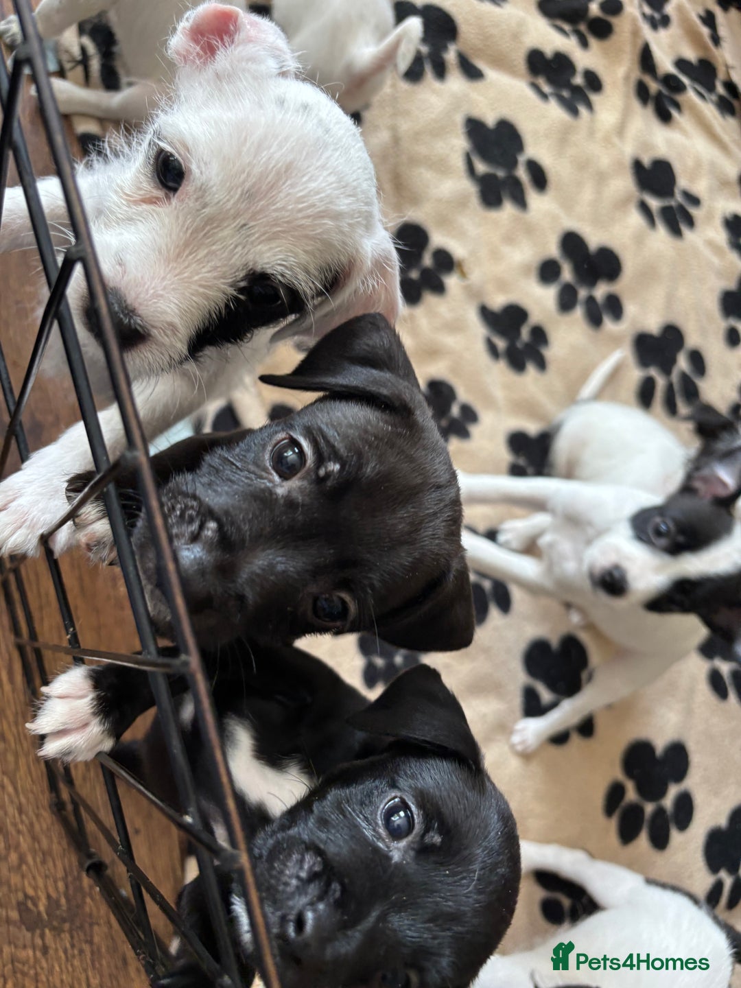 Mixed Breed dogs for sale: Border terrier x Patterdale terrier   - Image 12
