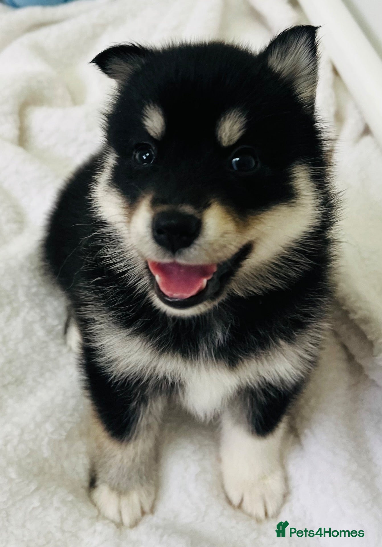 Pomsky dogs Stunning F3 Pomsky Puppies - Advert 2