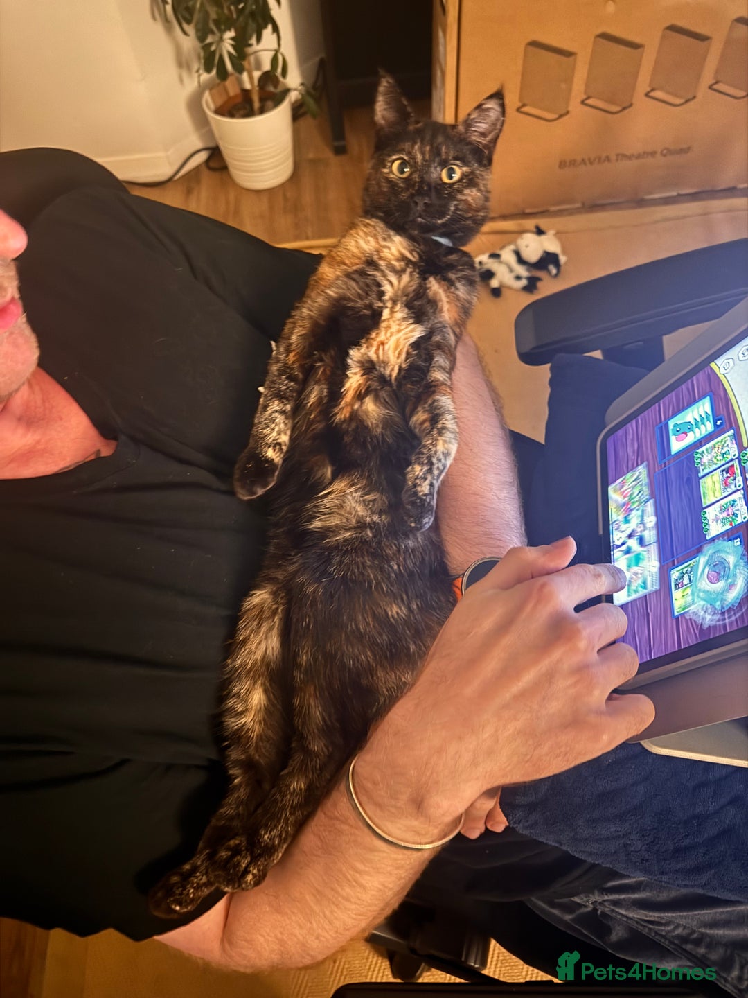 Mixed Breed cats for sale: 7 month old brother & sister looking for new home - Advert 16