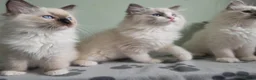 Ragdoll cats for sale: GCCF-registered Ragdoll kittens - Advert 11