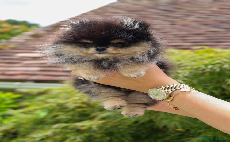 Pomeranian dogs in Wolverhampton - Advert 1