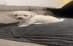 Bichon Frise dogs for sale: Adorable pure bichon frisée puppies !!! - Image 4